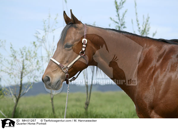 Quarter Horse Portrait / MH-01267