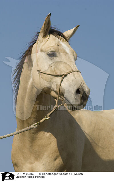 Quarter Horse Portrait / Quarter Horse Portrait / TM-02863
