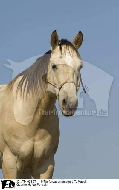 Quarter Horse Portrait / Quarter Horse Portrait / TM-02867