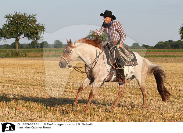 man rides Quarter Horse / BES-01751