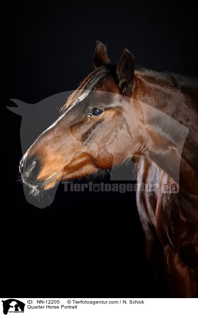 Quarter Horse Portrait / NN-12205