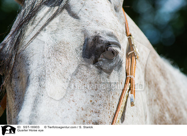 Quarter Horse eye / SST-16903