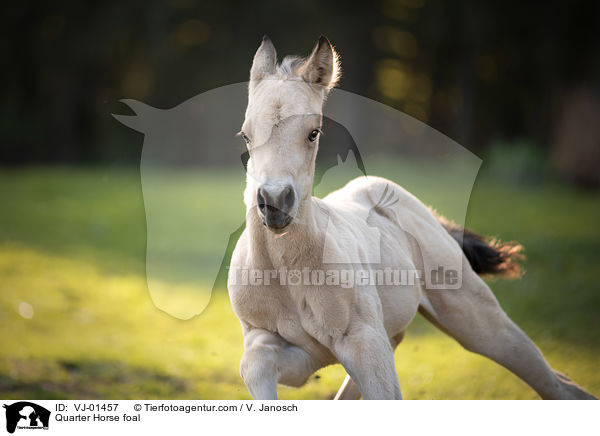 Quarter Horse foal / VJ-01457
