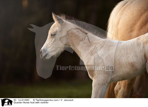 Quarter Horse foal with mother / VJ-01460