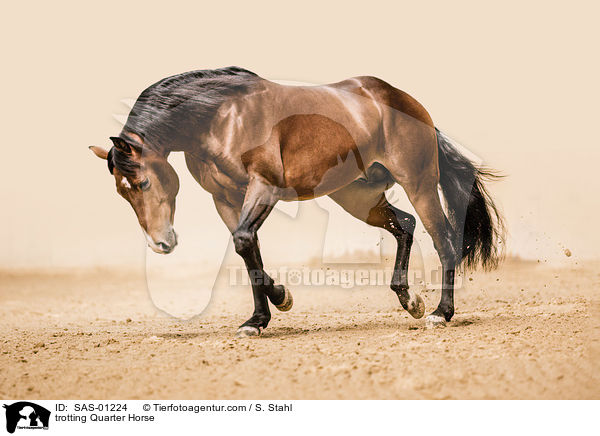 trotting Quarter Horse / SAS-01224