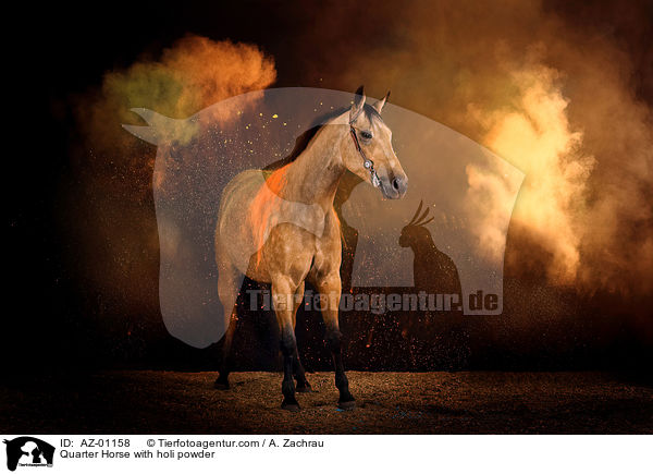 Quarter Horse with holi powder / AZ-01158