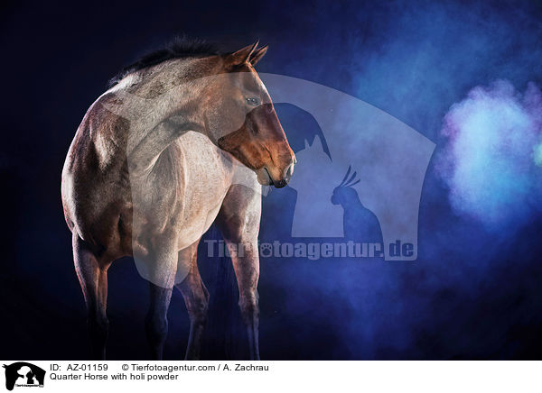 Quarter Horse with holi powder / AZ-01159
