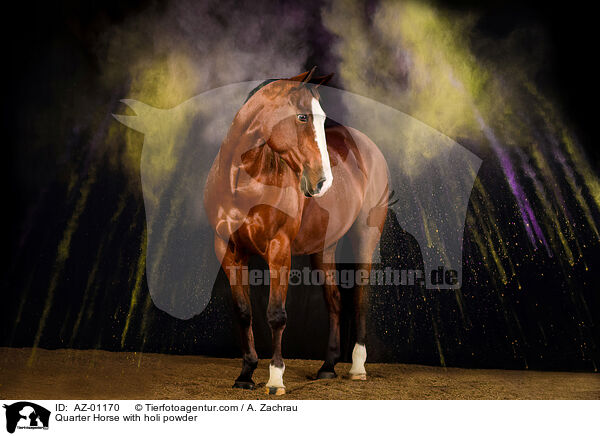 Quarter Horse with holi powder / AZ-01170