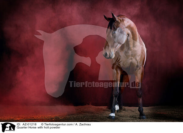 Quarter Horse with holi powder / AZ-01218