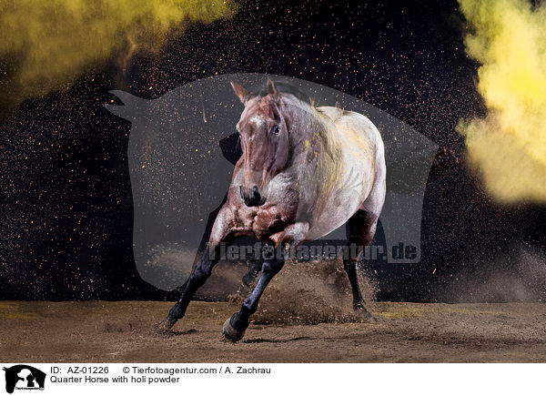 Quarter Horse with holi powder / AZ-01226