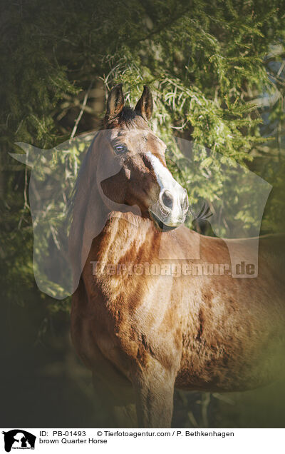 brown Quarter Horse / PB-01493