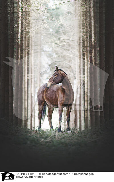 braunes Quarter Horse / brown Quarter Horse / PB-01494