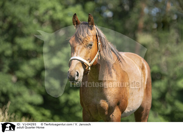 ausgewachsenes Quarter Horse / adult Quarter Horse / VJ-04293