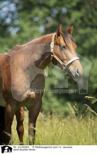 ausgewachsenes Quarter Horse / adult Quarter Horse / VJ-04294