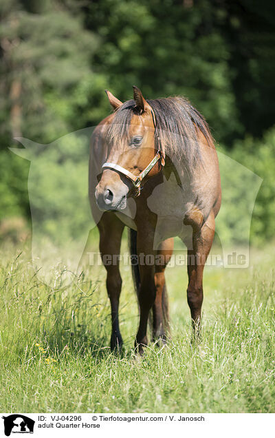 adult Quarter Horse / VJ-04296