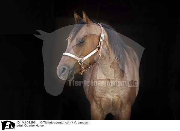 ausgewachsenes Quarter Horse / adult Quarter Horse / VJ-04299