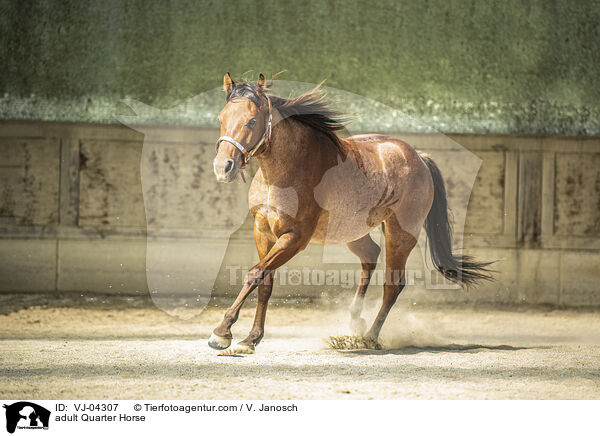 ausgewachsenes Quarter Horse / adult Quarter Horse / VJ-04307
