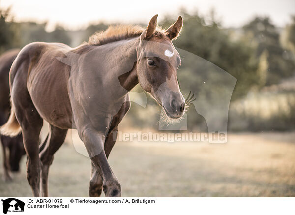 Quarter Horse Fohlen / Quarter Horse foal / ABR-01079