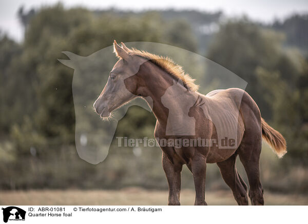 Quarter Horse foal / ABR-01081