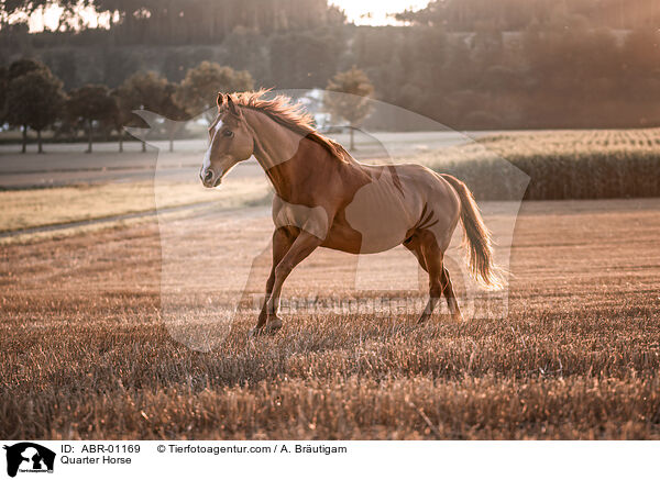Quarter Horse / ABR-01169