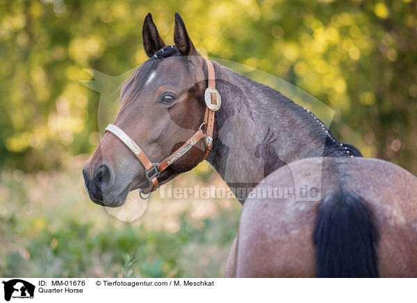 Quarter Horse / Quarter Horse / MM-01676