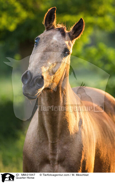 Quarter Horse / Quarter Horse / MM-01847