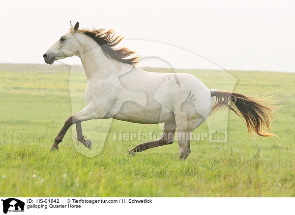 galoppierendes Quarter Horse / galloping Quarter Horse / HS-01842