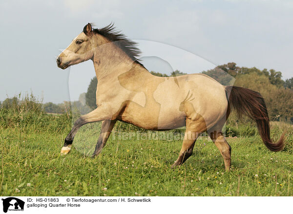 galoppierendes Quarter Horse / galloping Quarter Horse / HS-01863