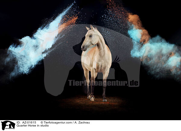 Quarter Horse in studio / AZ-01615