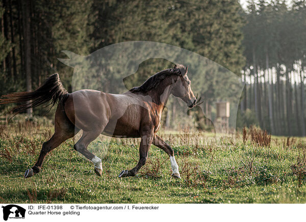 Quarter Horse gelding / IFE-01398