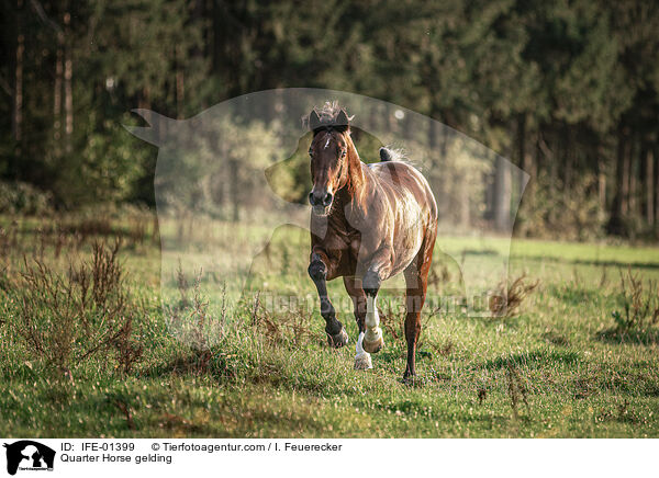 Quarter Horse Wallach / Quarter Horse gelding / IFE-01399