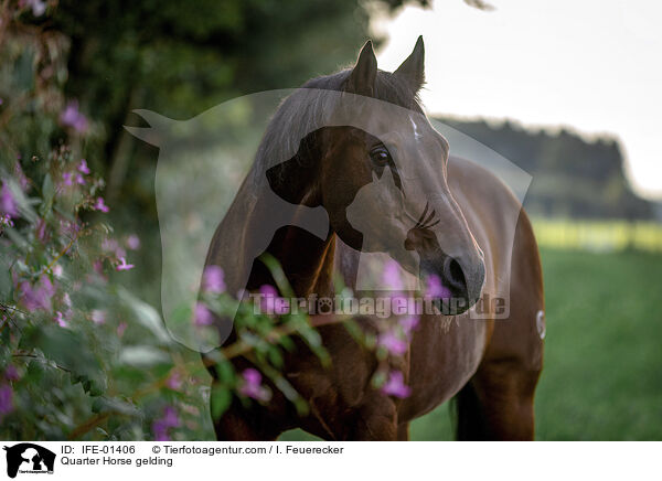 Quarter Horse gelding / IFE-01406