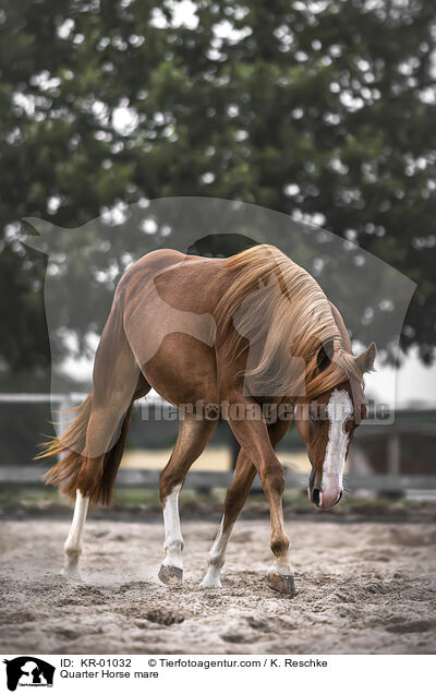 Quarter Horse mare / KR-01032