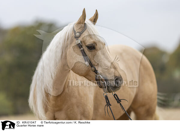 Quarter Horse mare / KR-01047