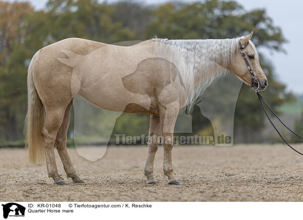 Quarter Horse mare / KR-01048