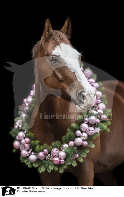 Quarter Horse mare / KR-01089