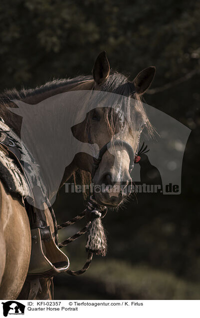 Quarter Horse Portrait / KFI-02357