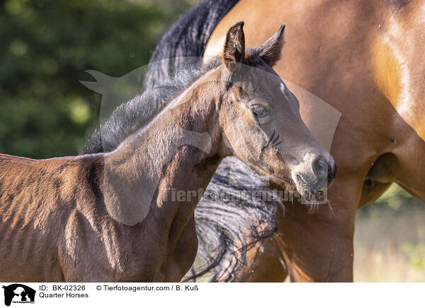 Quarter Horses / Quarter Horses / BK-02326