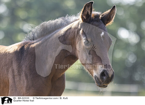 Quarter Horse Fohlen / Quarter Horse foal / BK-02333