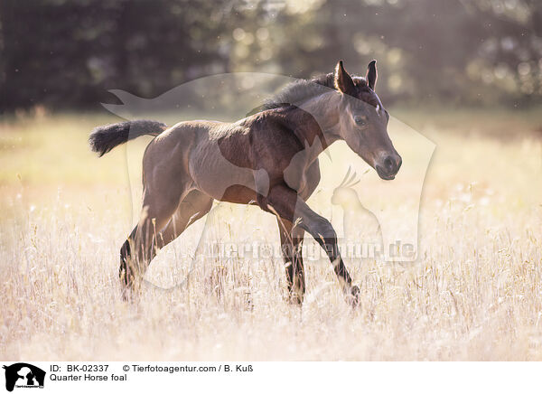 Quarter Horse foal / BK-02337