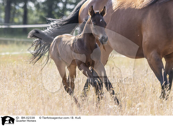 Quarter Horses / Quarter Horses / BK-02338