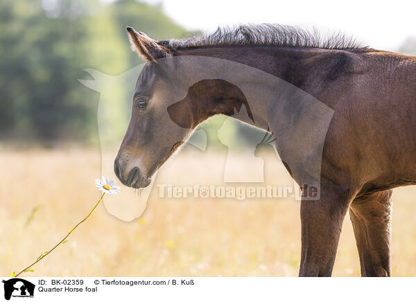 Quarter Horse Fohlen / Quarter Horse foal / BK-02359