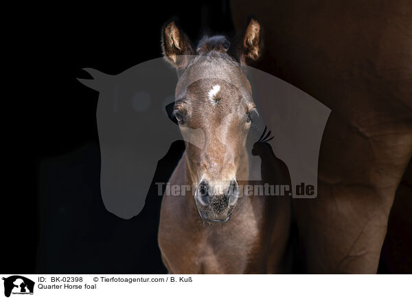 Quarter Horse Fohlen / Quarter Horse foal / BK-02398