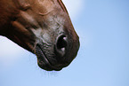Quarter Horse Mouth