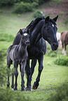 Quarter Horse with foal