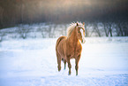 trotting Quarter Horse