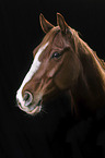 Quarter Horse Portrait