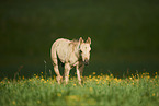 Quarter Horse foal