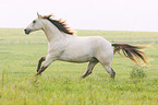 galloping Quarter Horse