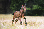 Quarter Horse foal